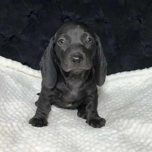 Filhote de Basset Dachshund Fêmea Preta Solida