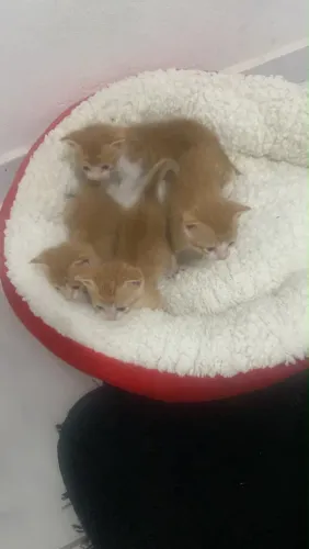 Gato