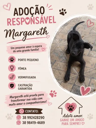 Margarete disponível para adoção RESPONSÁVEL!
