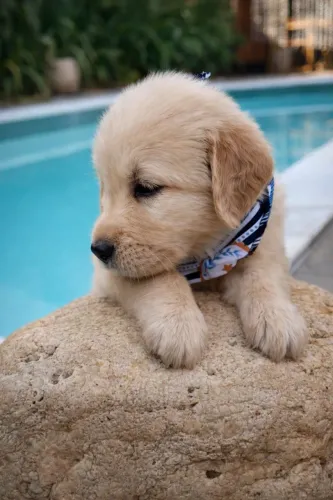 Filhote de Golden Retriever lindo pet