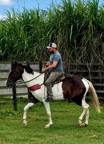 Cavalo Campolina PO