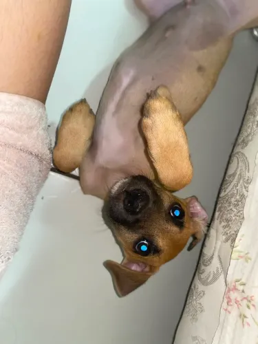 Cachorro p/ adoção