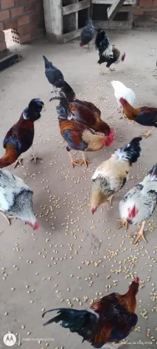 Frangos 