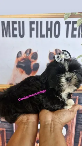 Shihtzu fêmea preta maravilhosa 