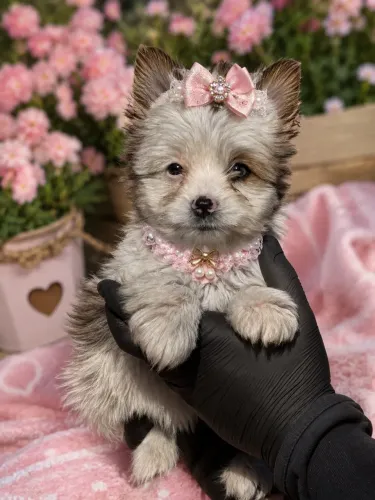 Encantadora filhote de yorkshire merle fêmea