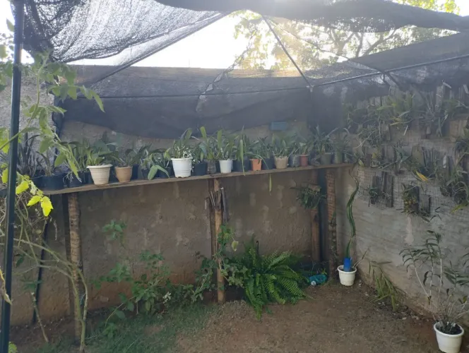 Vendo orquidário ou troco em algum do meu interesse!