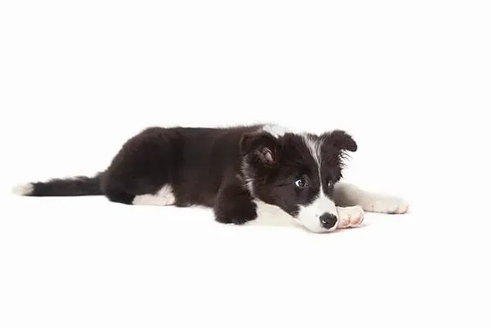 Filhote de Border Collie Energia, Carinho e Companhia