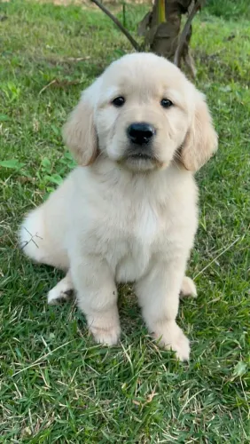 Golden