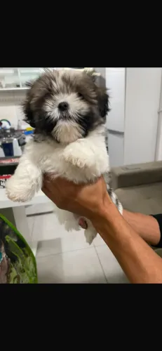 Vendo filhote de shih tzu 1 mês e alguns dias macho raça pura 500,00 