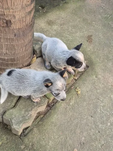 Boiadeiro Australiano