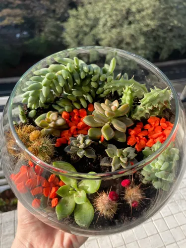 Terrário de suculentas e cactos!