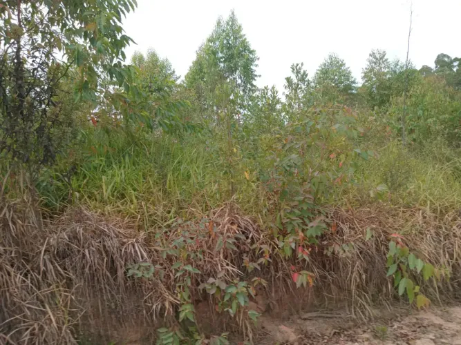 Área à venda, medindo 91.000 m² em Bateias - Campo Largo