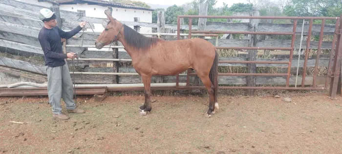Cavalo castanho castrado - Marcha batida