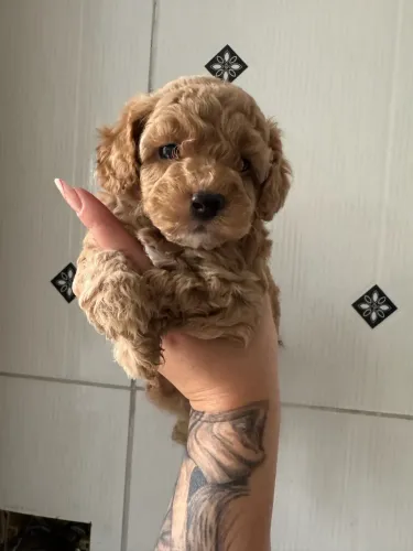 Poodle Toy Lindo cor Fulvo Macho 