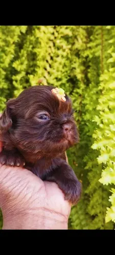 Filhote de Shih tzu fêmea