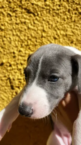 Filhotes de Whippet MACHINHO