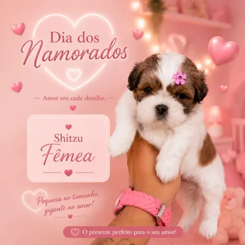 Shihtzu fêmeas disponível 