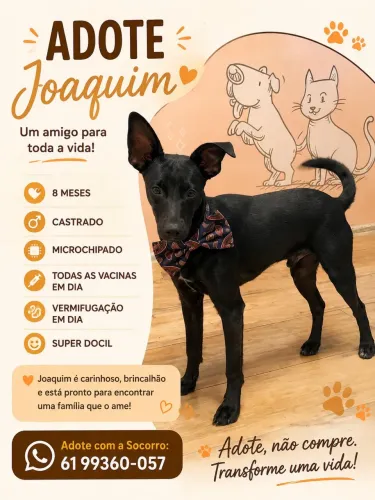 Cachorro