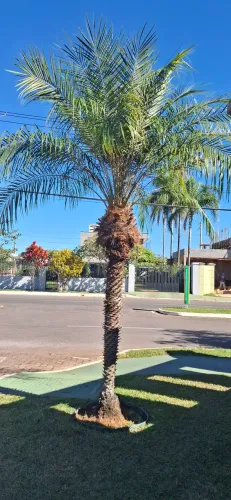 Vendo palmeiras de jardim