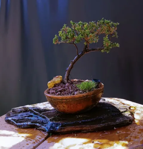 Lindo Bonsai juniperus vaso cerâmica