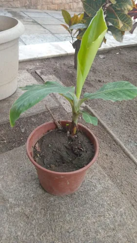 Mudas de bananeiras