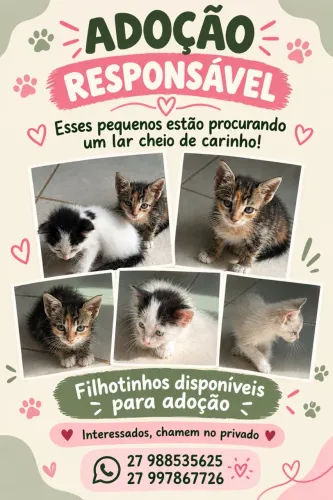 Doação de Gatinhos