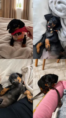 Basset fêmea 3 meses
