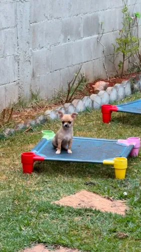 lindos e adoraveis chihuaa com garantia e procedencia 