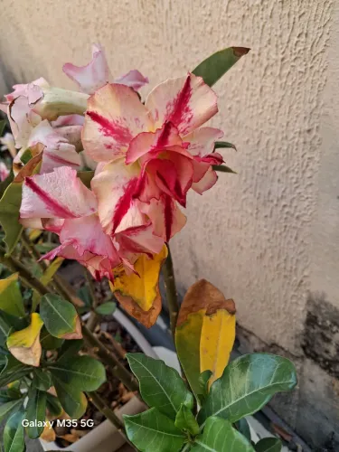 04 ROSAS DO DESERTO FLORINDO.