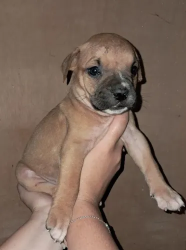 Boxer femeas lindíssima