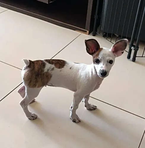 Pinscher (01) macho com 4,5 meses