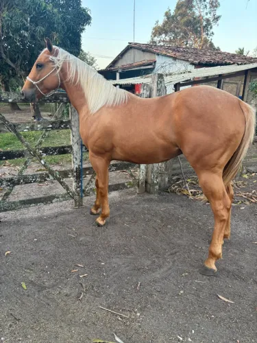 Potro Quarto de Milha.