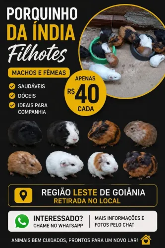 Porquinho da índia 