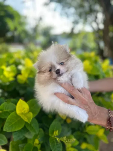 Aquele maravilhoso spitz