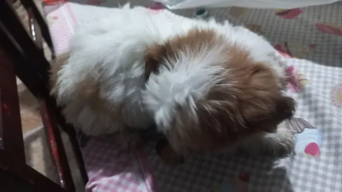 Lhasa apso