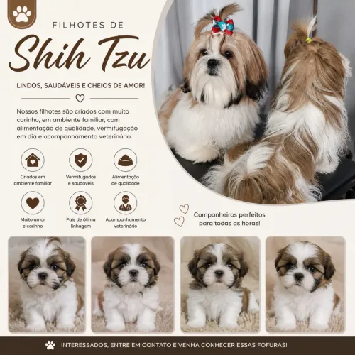 Filhote de shihtzu