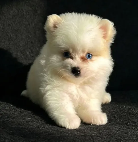 Pomsky mini husky