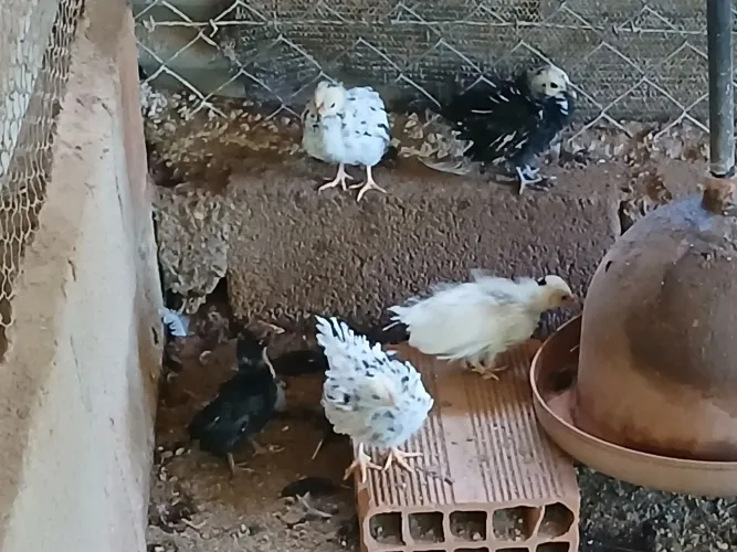 Pintinhos Galinhas Garnizé Nagazaki.