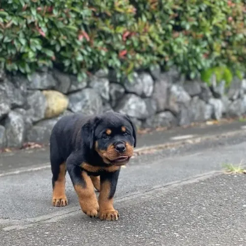 Filhotes de Rottweiler | Energia pura e divertida!