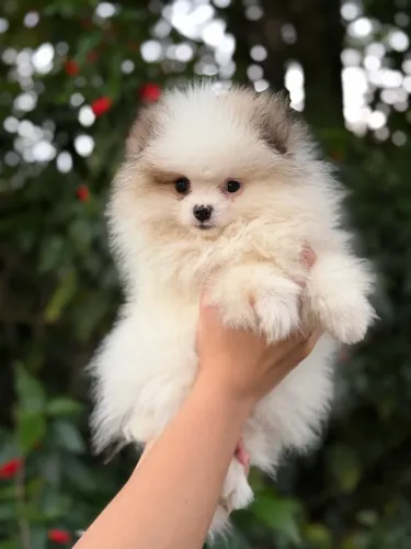Spitz alemão fêmea anã