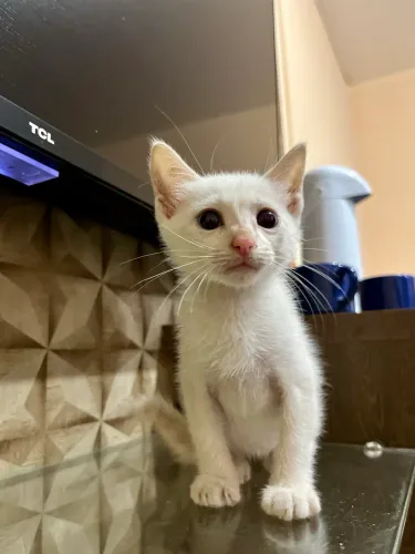 Gatinhos a procura de um lar