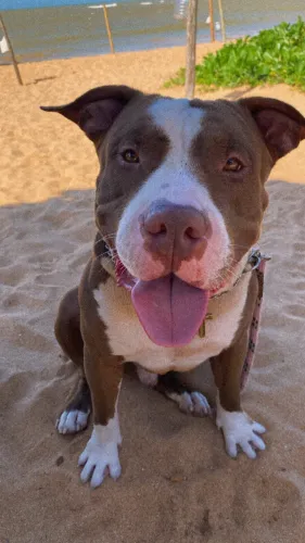 Pitbull puro sangue red nose puro sangue