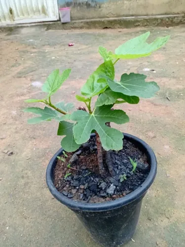 Muda de figo roxa de valinhos
