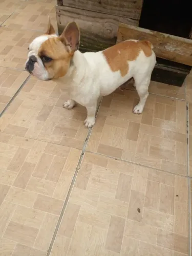 ( Buldog francês fêmea )