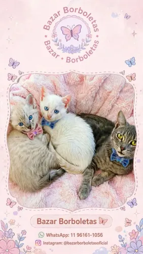 Gatinhos para Adoção 