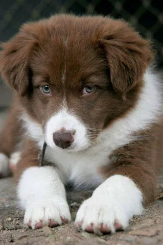 Border Collie o instinto de pastoreio