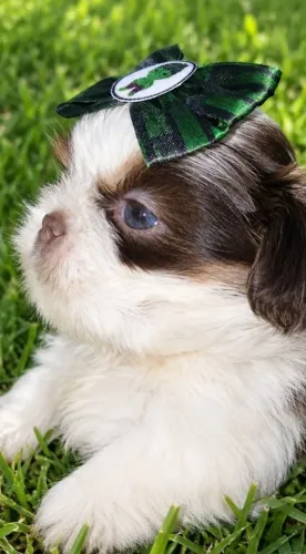 Shih tzu