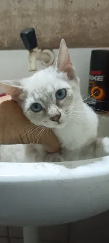 Filhotes de gatos pra adoção responsável