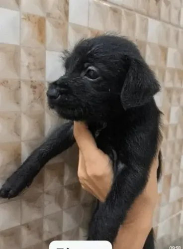 Estou doando essa cachorrinha 