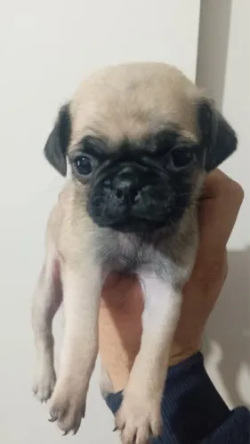 Pug mini com pedigree puro